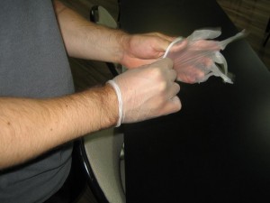 Wearing non-latex gloves